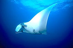 Manta Ray Liveaboard diving cruising and liveaboards to Similan island with Dive Asia