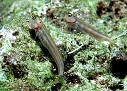 PINKBAR PARTNER GOBY fotografed at the Similans