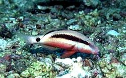 DASH-DOT GOATFISH eating at the Similans