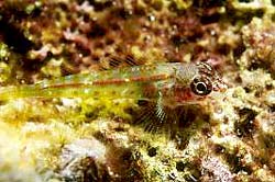 GREEN PYGMY GOBY at the Similan Islands