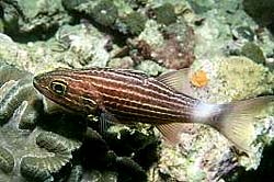 TIGER-CARDINALFISH at Similan Island Number 4